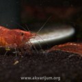 cherry_shrimp